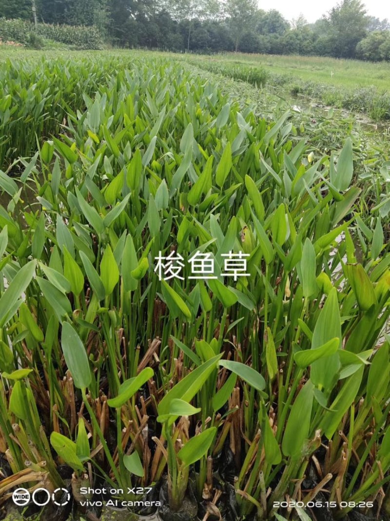 梭鱼草水生植物高40-50公分，水生植物。
