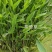 梭鱼草水生植物高40-50公分，水生植物。