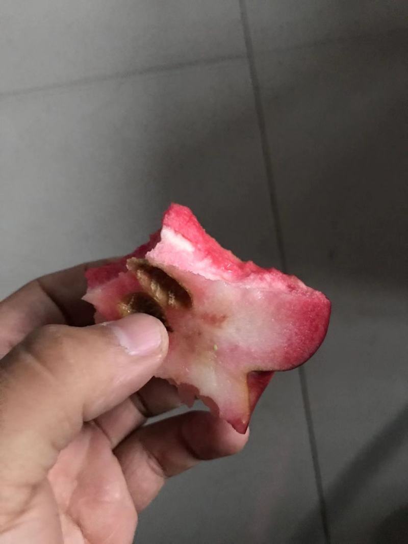 【精选】红肉苹果苗红色之爱苹果苗根系发达红肉苹果苗