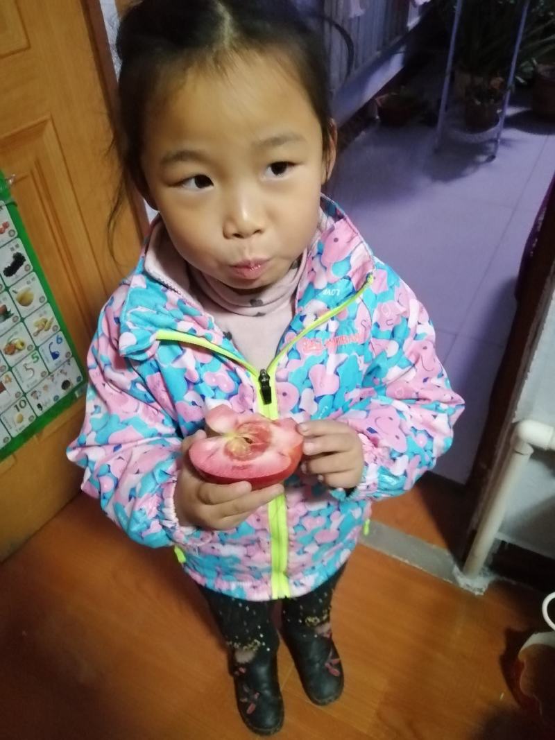【精选】红肉苹果苗红色之爱苹果苗根系发达红肉苹果苗