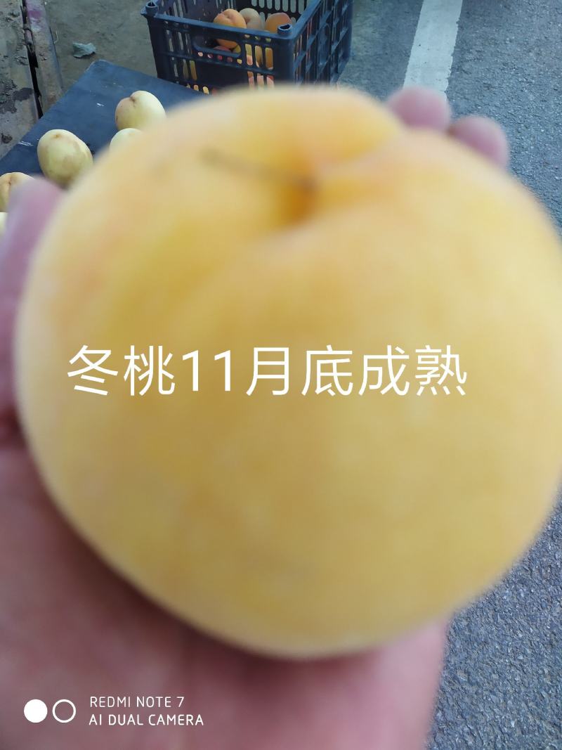 早中晚熟桃苗，黄桃苗，蟠桃苗，水密桃苗，等等。