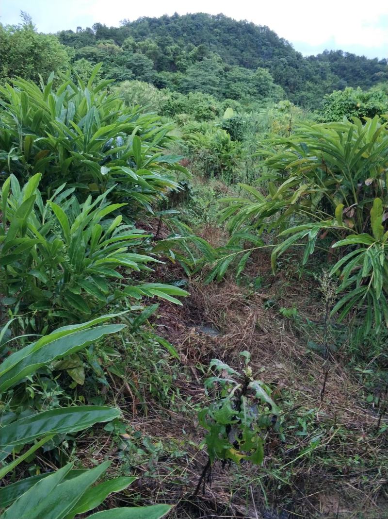 南姜老南姜嫩南姜卤味必备香