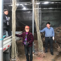 【精选】板栗苗优质板栗苗板栗苗品种大红袍农大一号