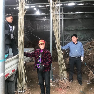 【精选】板栗苗优质板栗苗板栗苗品种大红袍农大一号