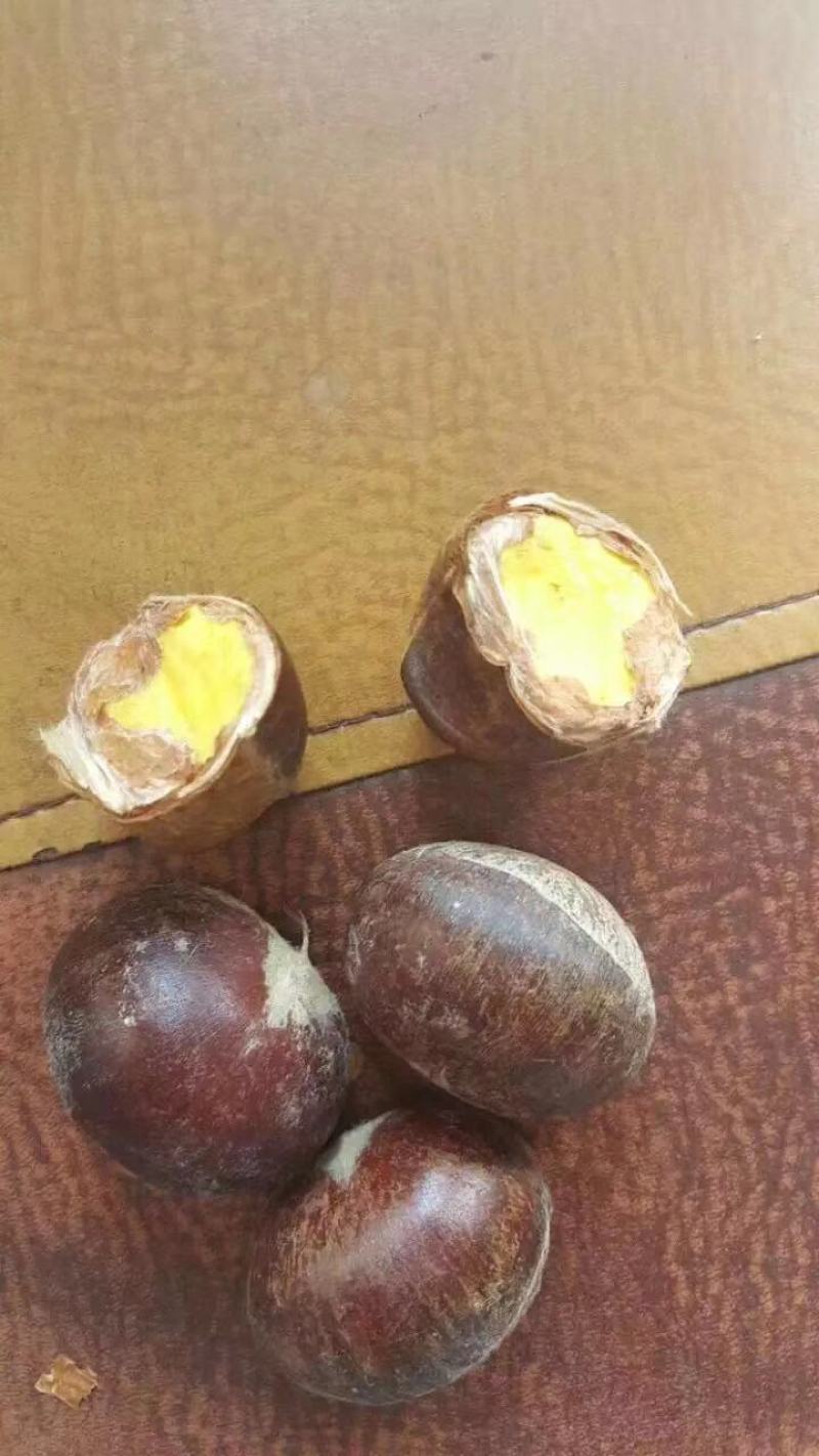 【精选】板栗苗优质板栗苗板栗苗品种大红袍农大一号