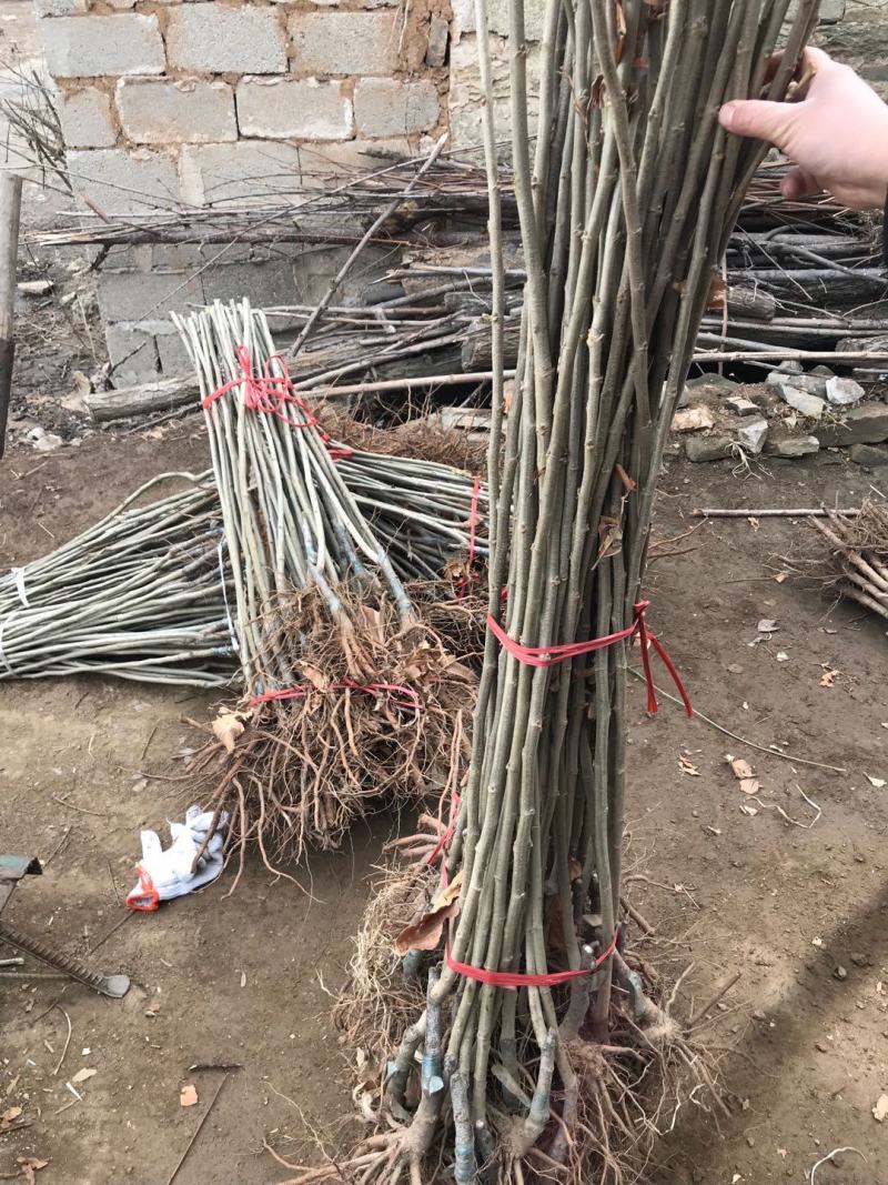 【精选】板栗苗优质板栗苗板栗苗品种大红袍农大一号