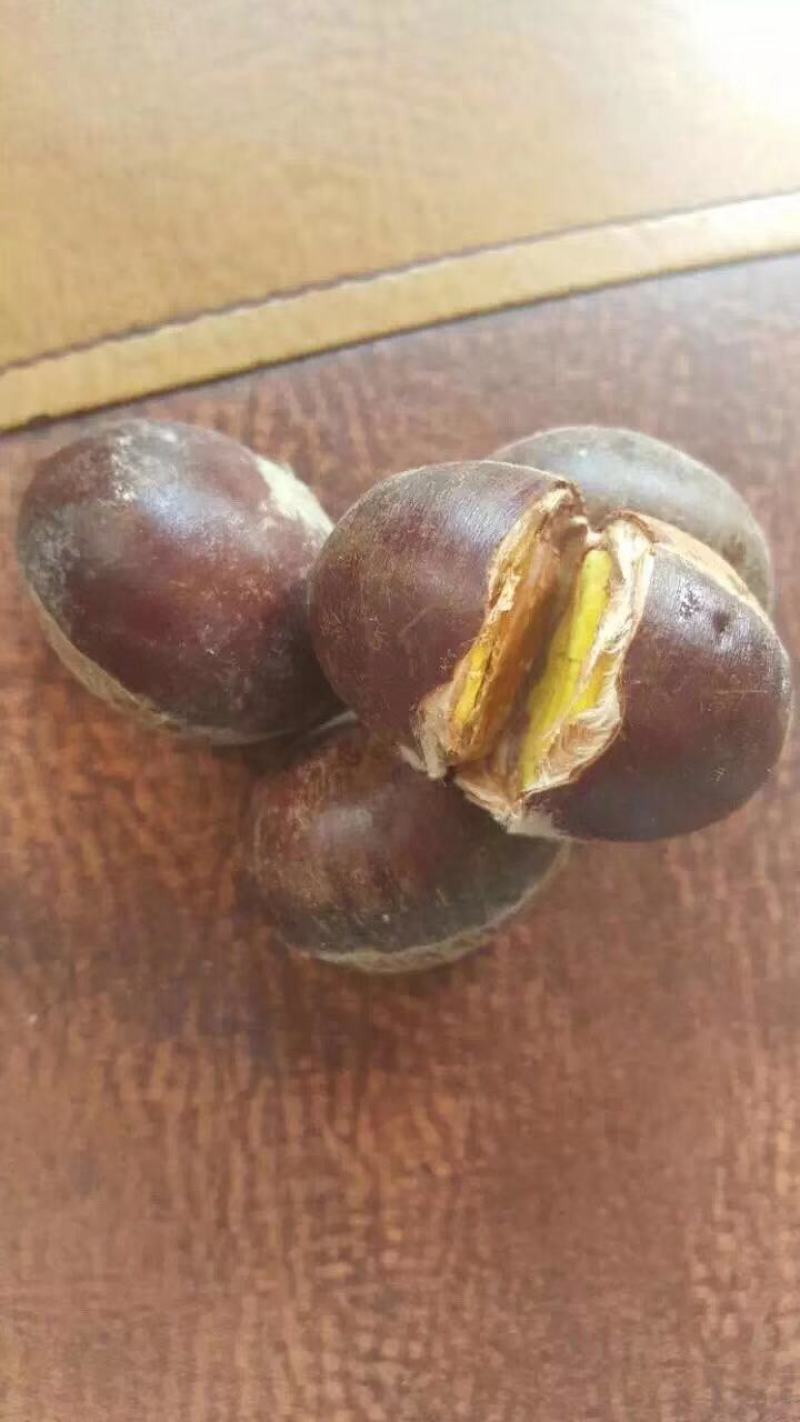【精选】板栗苗优质板栗苗板栗苗品种大红袍农大一号