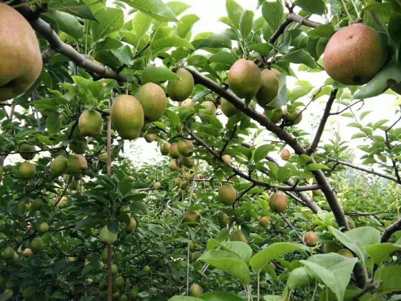 东营市富硒香梨眉梨七号种植基地现货现摘价格可谈