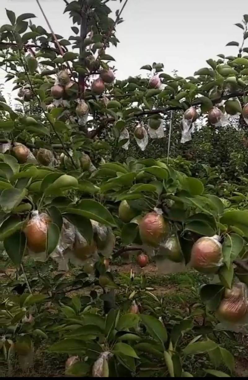 东营市富硒香梨眉梨七号种植基地现货现摘价格可谈