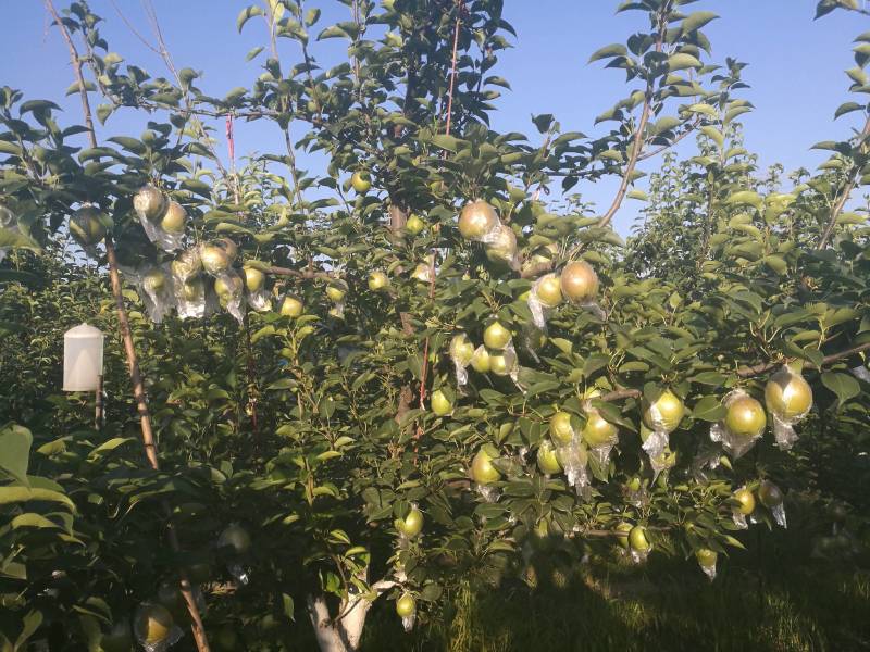 东营市富硒香梨眉梨七号种植基地现货现摘价格可谈