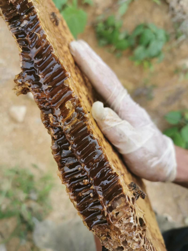野生蜂蜂巢蜜树洞蜜岩蜜江西包野生可线上交易保障