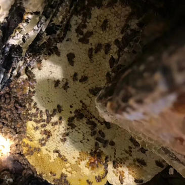 野生蜂蜂巢蜜树洞蜜岩蜜江西包野生可线上交易保障