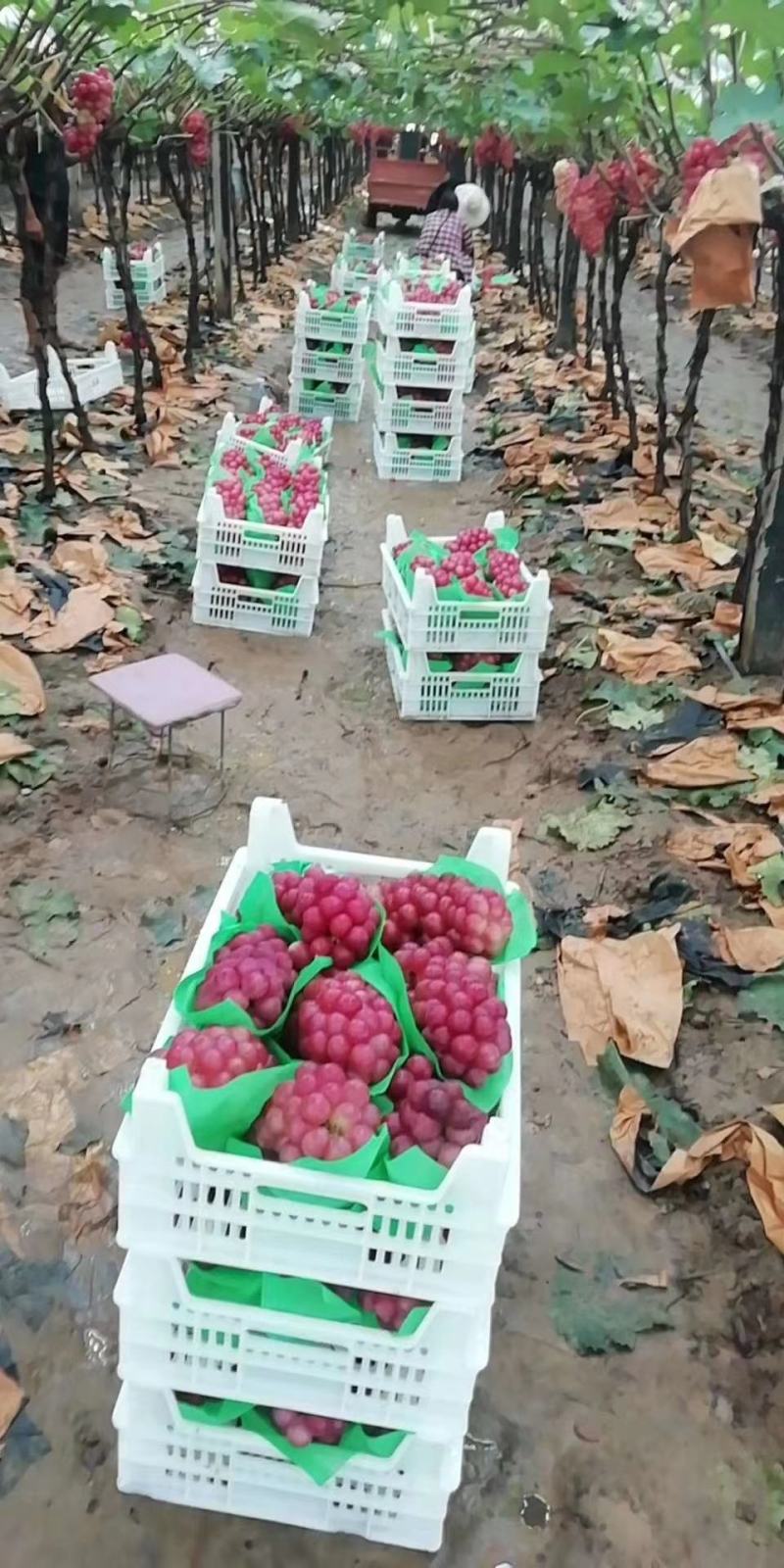 鲁山万亩巨峰葡萄大量上市中，口感好