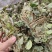 金钱草新货上市叶绿味香