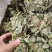 金钱草新货上市叶绿味香
