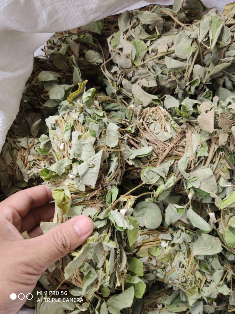 金钱草新货上市叶绿味香