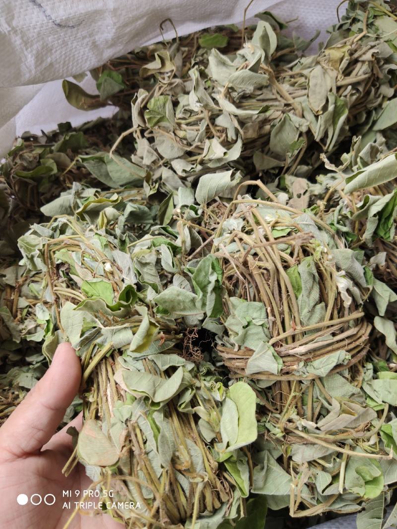 金钱草新货上市叶绿味香