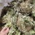 金钱草新货上市叶绿味香