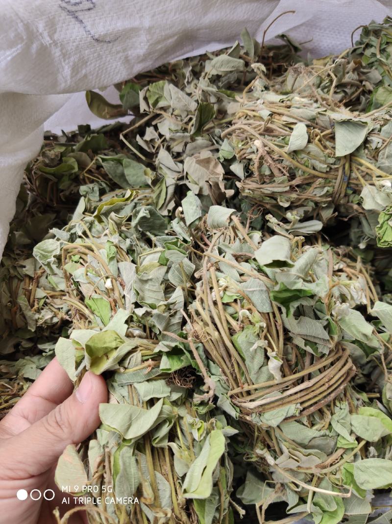 金钱草新货上市叶绿味香