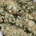 金钱草新货上市叶绿味香