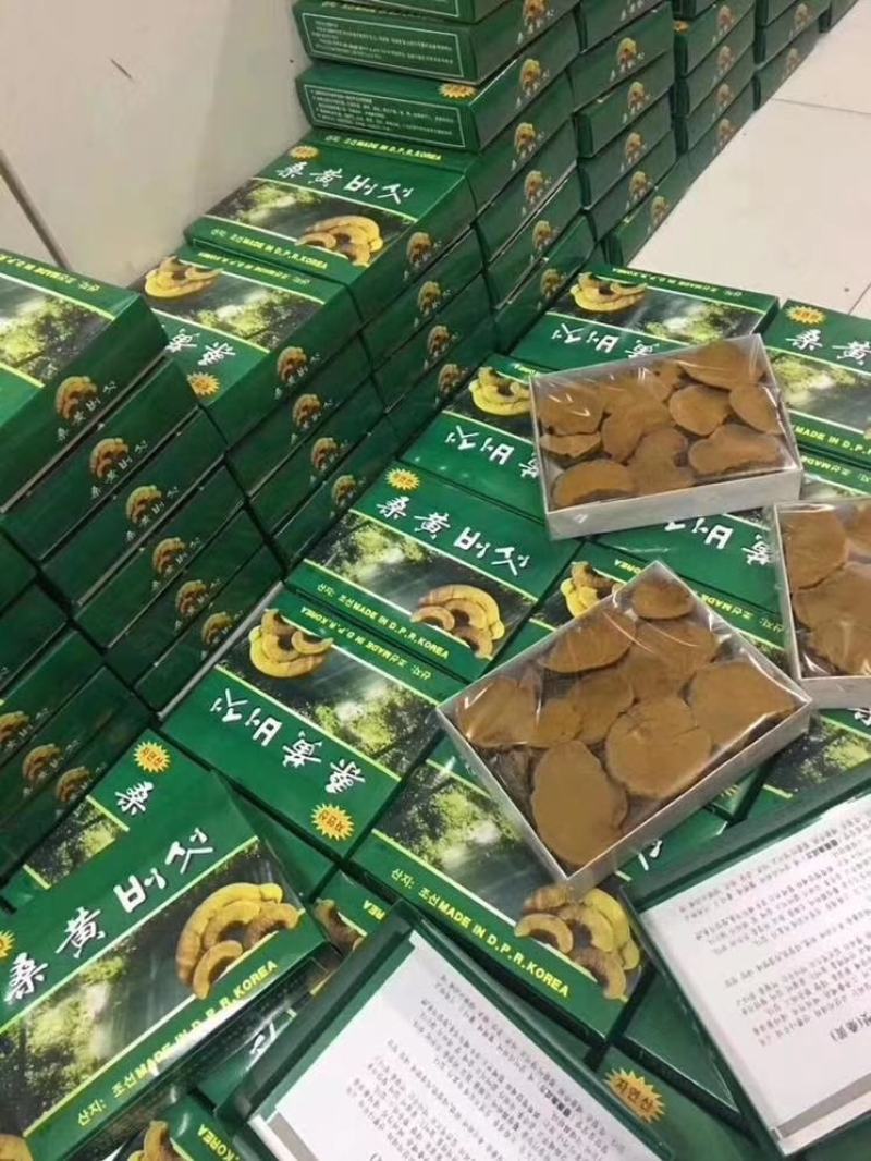 纯桑黄桑树桑黄500克/盒礼盒装全国发货