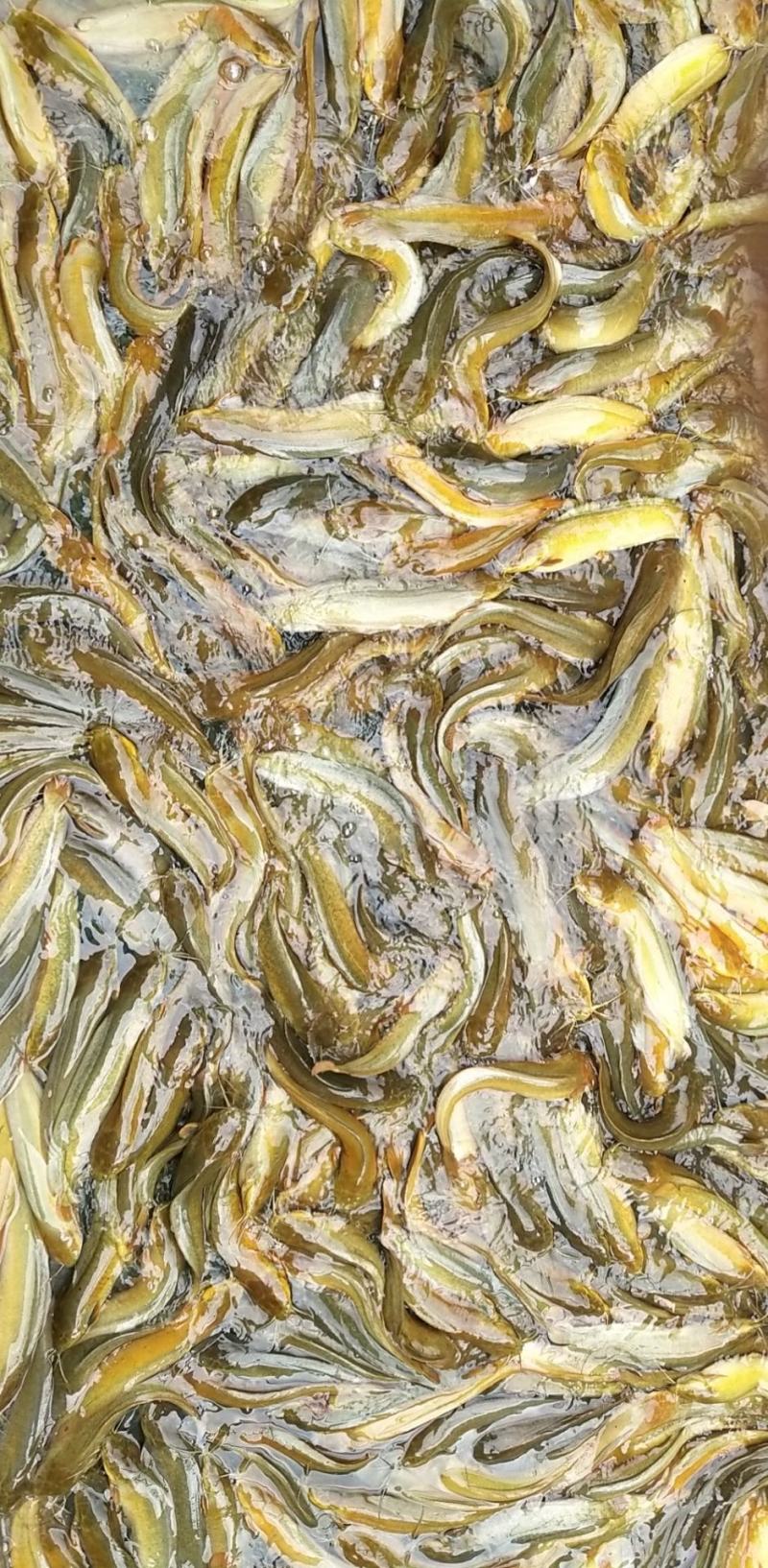 水产塘鲺鱼快大种和本地种