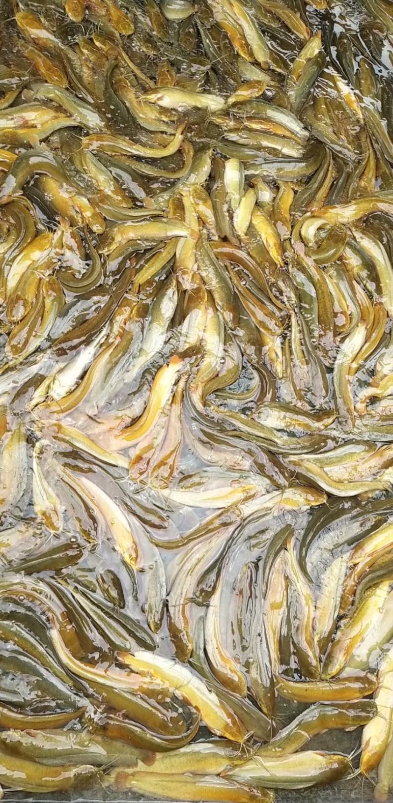 水产塘鲺鱼快大种和本地种