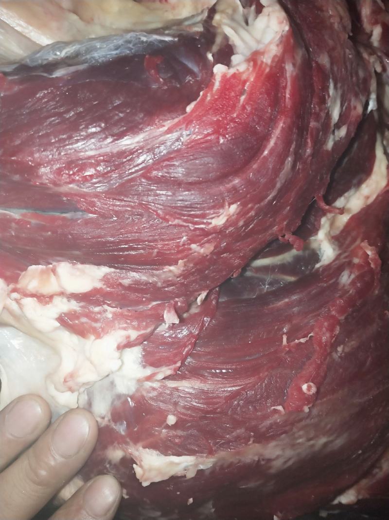 纯干鲜牛肉每天鲜宰一手货源