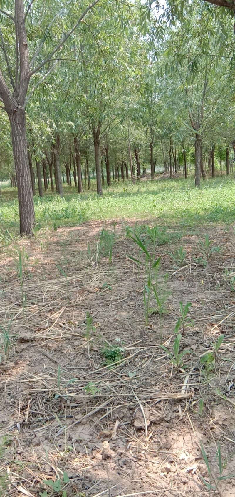 因占地，低价出售竹柳，14——33cm,需要的朋友速速联