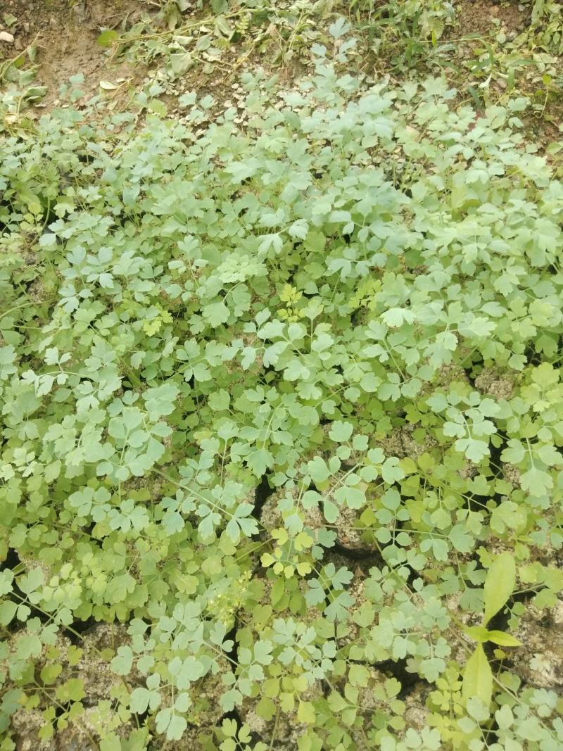 广西岩黄连种苗根系发达易成活基地直发价格优