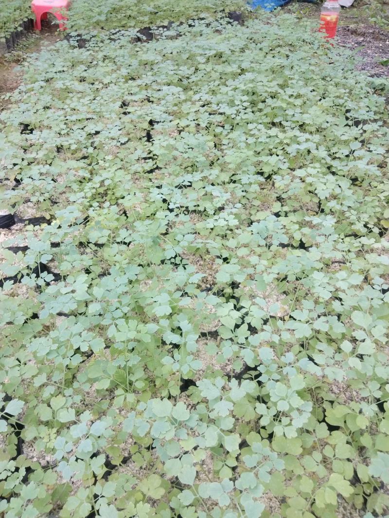广西岩黄连种苗根系发达易成活基地直发价格优