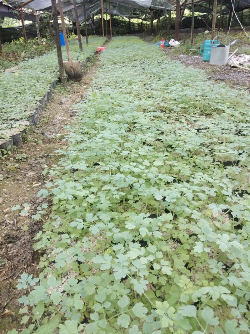 广西岩黄连种苗根系发达易成活基地直发价格优