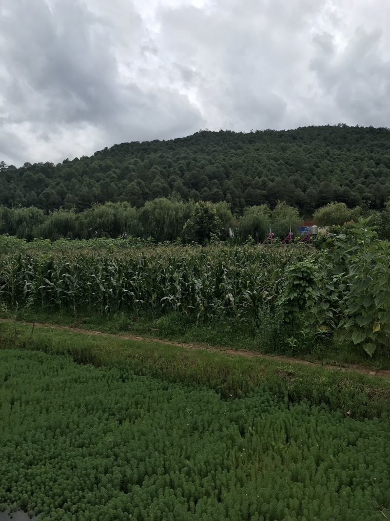 有比较好的鱼塘五亩左右出租