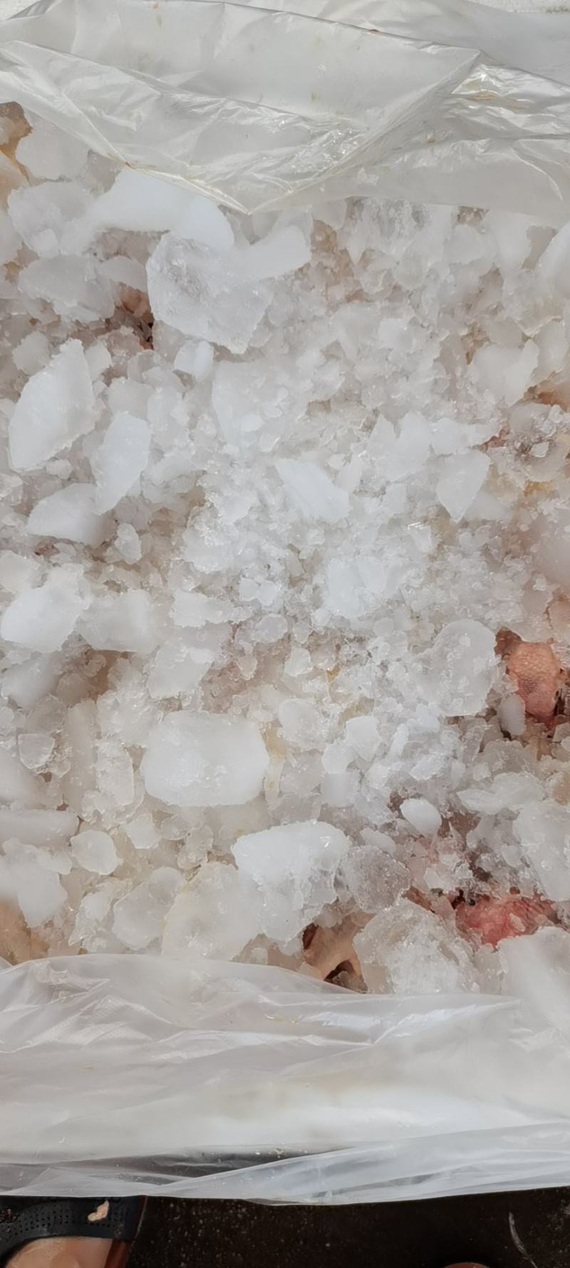 乳鸽，中鸽，大量供应