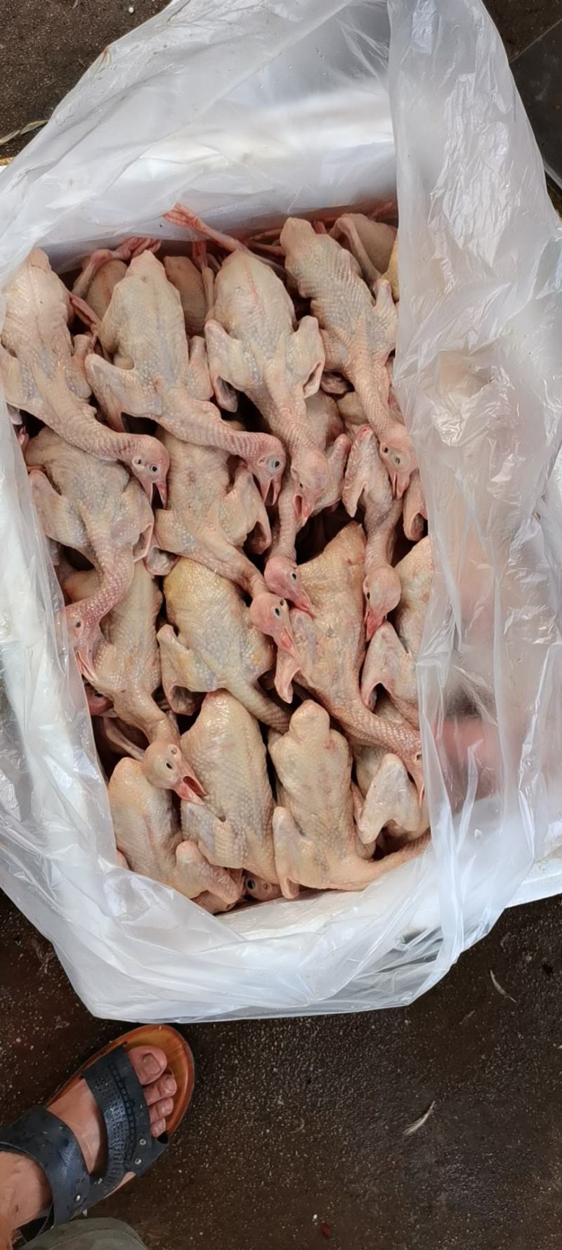 乳鸽，中鸽，大量供应