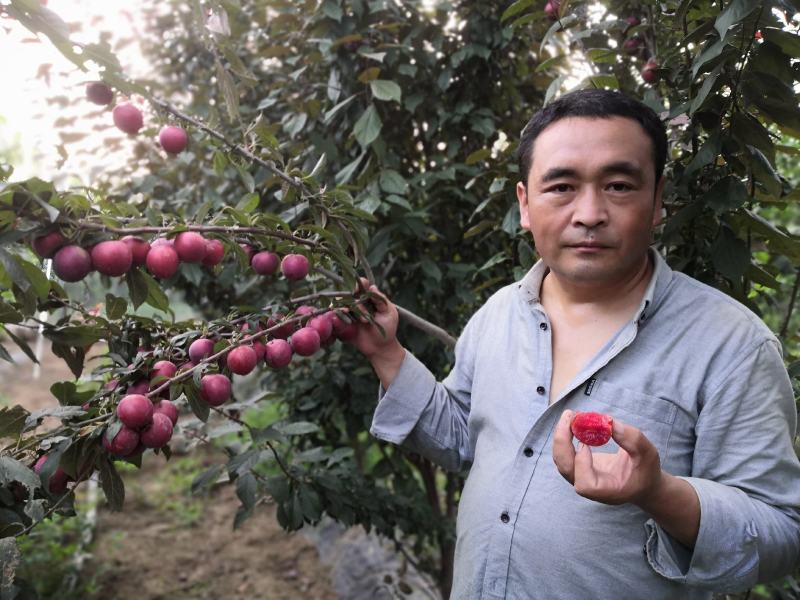 新品种嘎啦苹果苗美国八号在西北表现好种植好出售