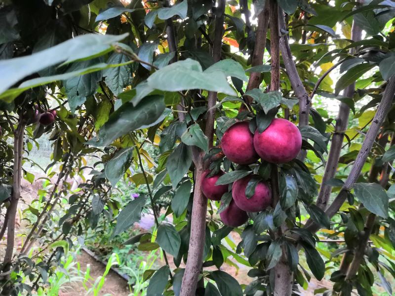 新品种嘎啦苹果苗美国八号在西北表现好种植好出售