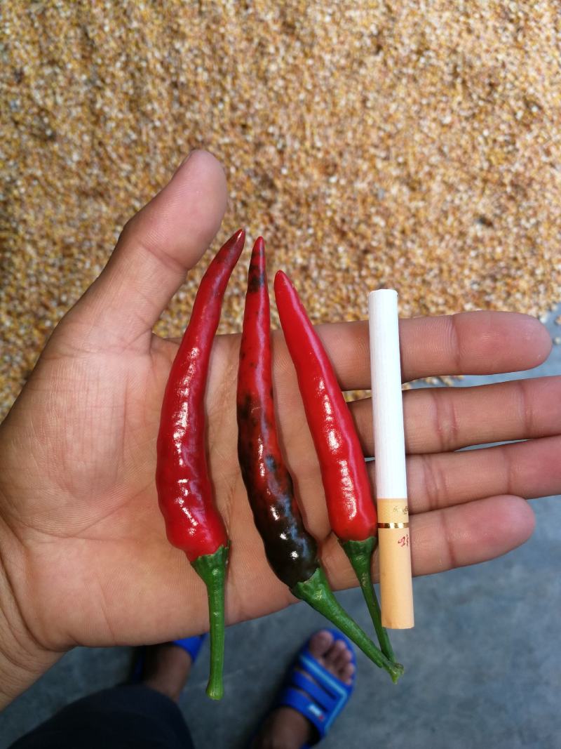 新鲜辣椒，现摘现卖，保证质量，正在热卖中，欢迎老板订购