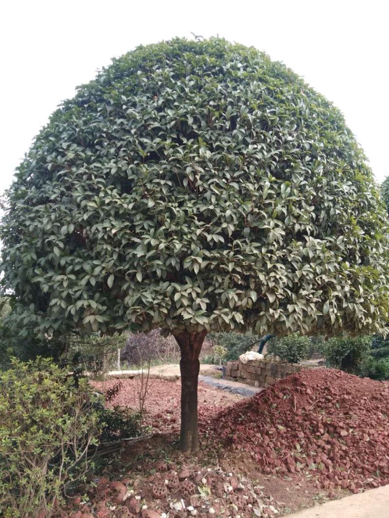 河南南阳精品桂花，3到25公分，产地一手货源，包成活率。
