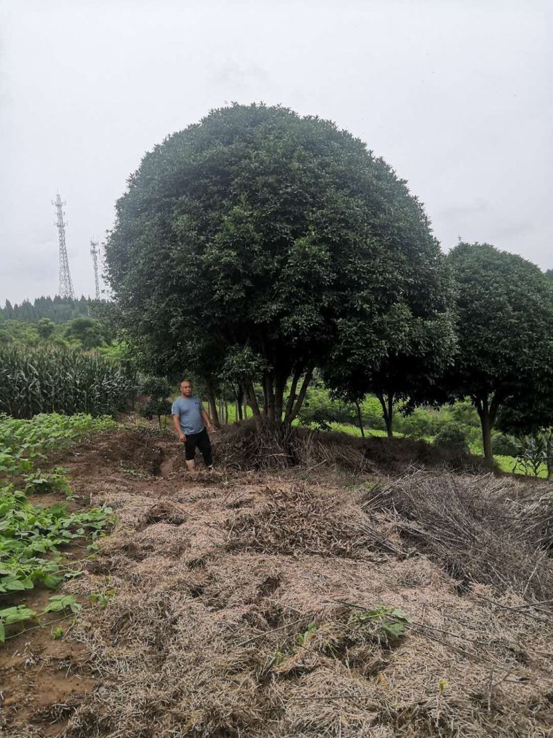 河南南阳精品桂花，3到25公分，产地一手货源，包成活率。