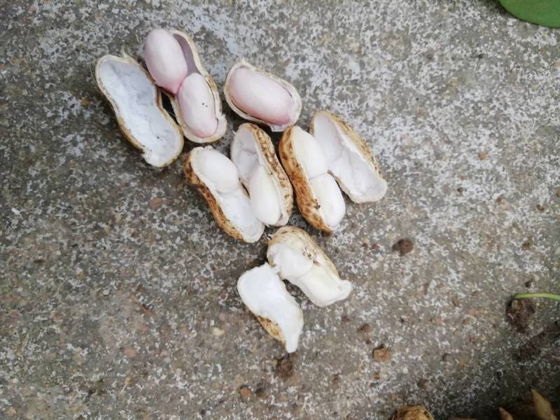 鲜花生，颗粒饱满无嫩果，无杂质