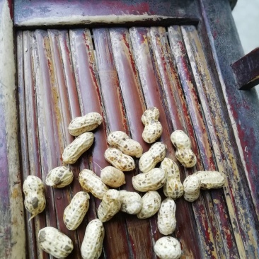 鲜花生，颗粒饱满无嫩果，无杂质