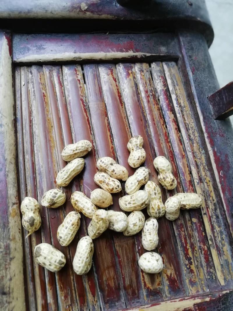 鲜花生，颗粒饱满无嫩果，无杂质