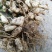 鲜花生，颗粒饱满无嫩果，无杂质