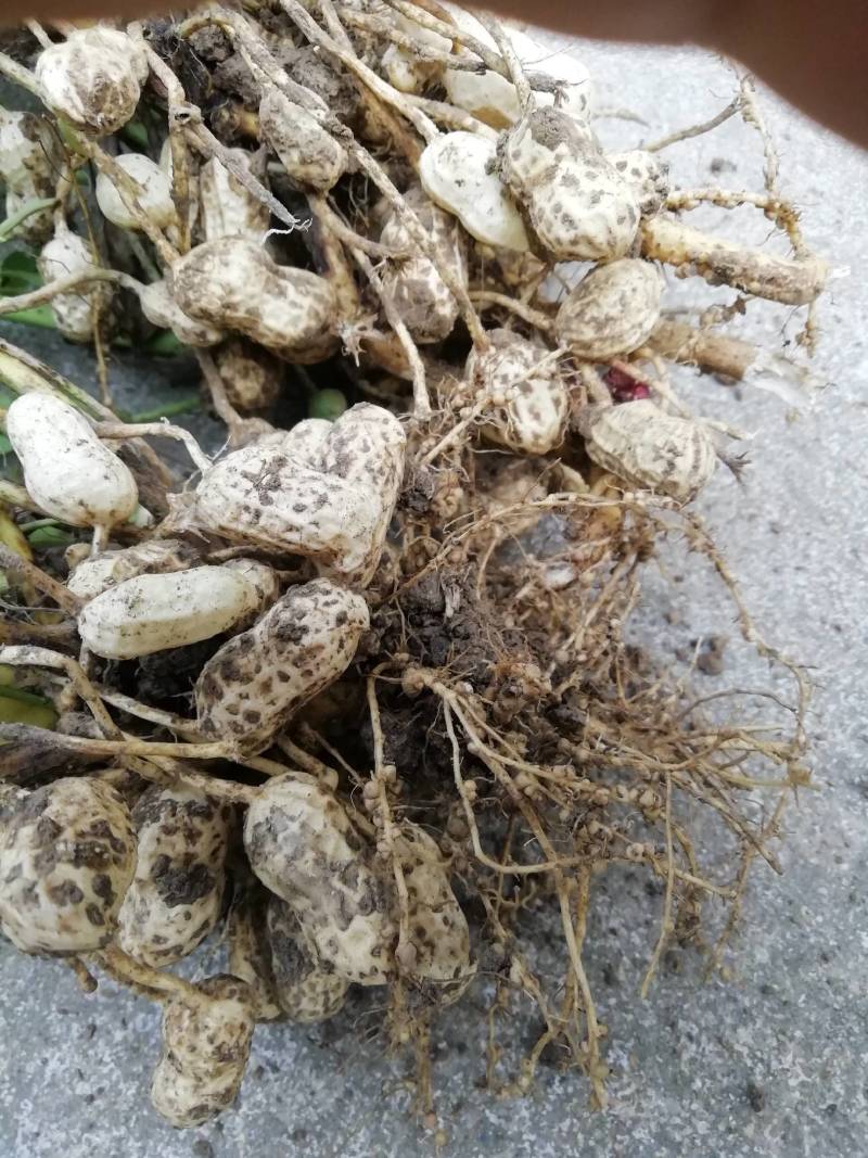 鲜花生，颗粒饱满无嫩果，无杂质