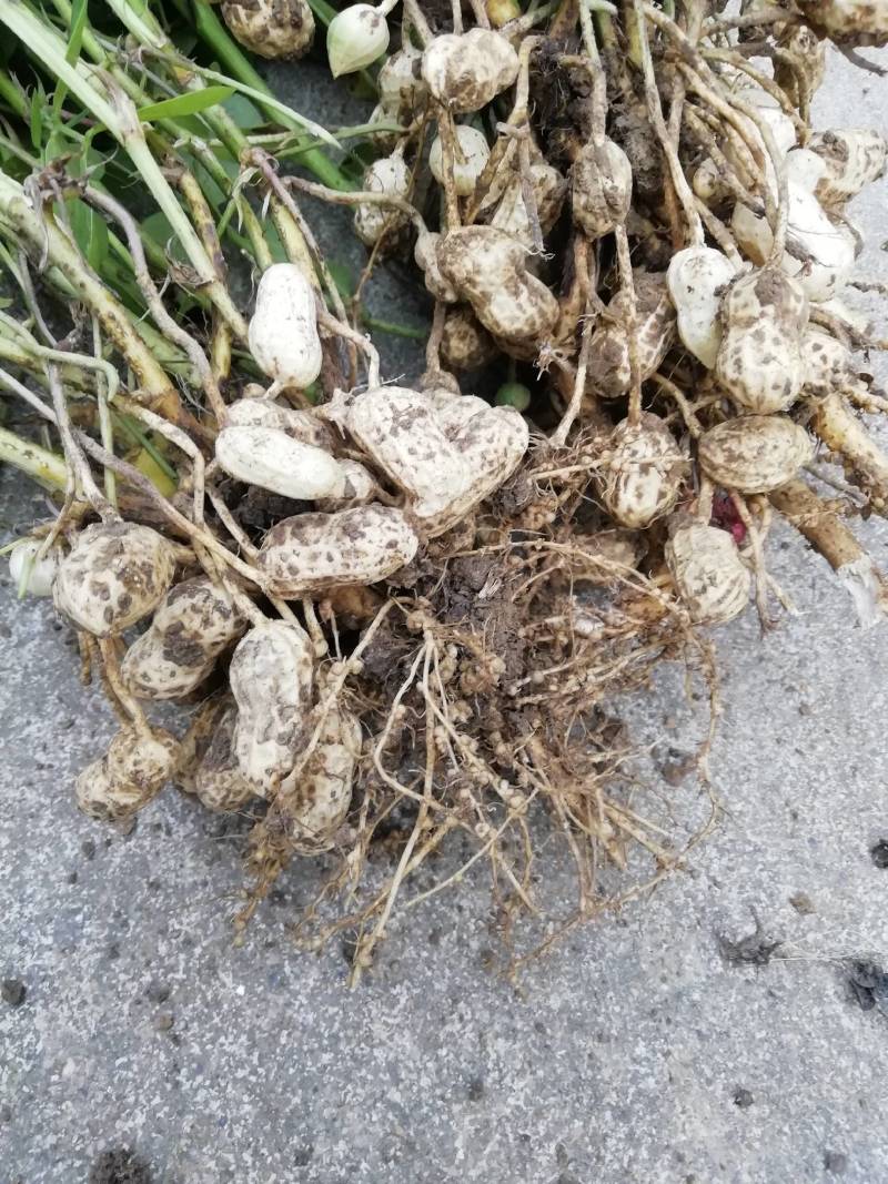 鲜花生，颗粒饱满无嫩果，无杂质