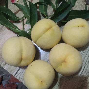 锦绣套袋黄桃现已上市，需要联系！