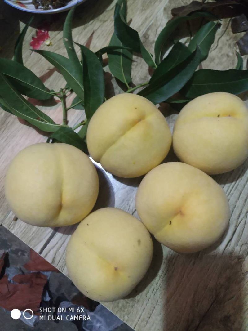 锦绣套袋黄桃现已上市，需要联系！