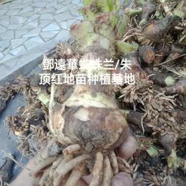 蜘蛛兰种球特圆电商都懂得