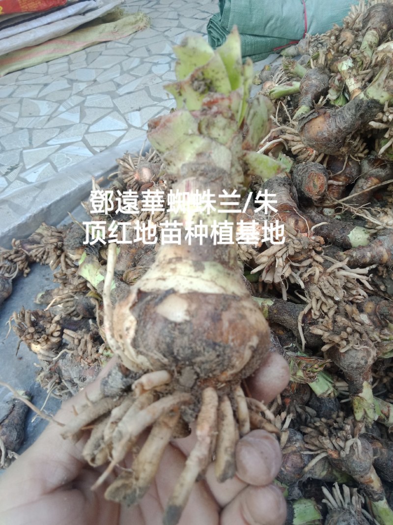 蜘蛛兰种球特圆电商都懂得